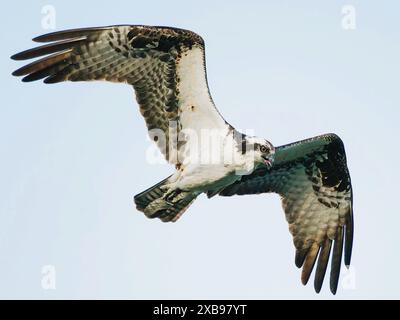 Un balbuzard s'élève dans un ciel bleu clair à la recherche de proies Banque D'Images