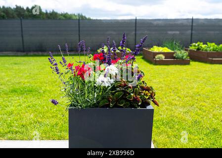 Diverses fleurs debout sur la terrasse dans un grand pot sur roues, pelouse en arrière-plan. Banque D'Images