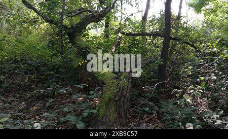 Arbre ancien appuyé contre la souche dans la forêt Banque D'Images