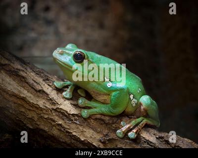 Perché sur un arbre (Racophora dennisi). Grenouille volante chinoise. Aussi connue sous le nom de grenouille fouettante de Blanford. Banque D'Images