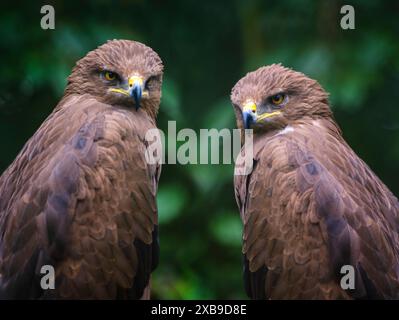 portrait deux aguila pomarina sur un fond vert Banque D'Images