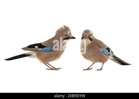 deux geais eurasiens (garrulus glandarius) isolés sur fond blanc Banque D'Images