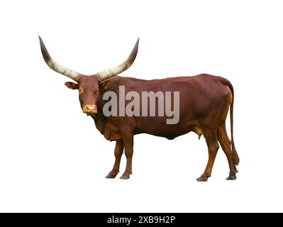 Ankole Watusi Longhorn isolé sur fond blanc Banque D'Images