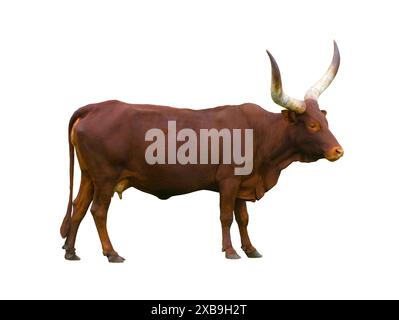 Ankole Watusi Longhorn isolé sur fond blanc Banque D'Images