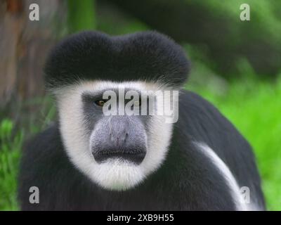 Portrait d'un singe colobus noir et blanc d'Abyssinien, Colobus guereza, un beau primate africain, regardant la caméra contre une grotte verte Banque D'Images