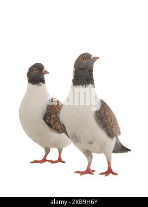 deux pigeons allemands de modène isolés sur fond blanc Banque D'Images