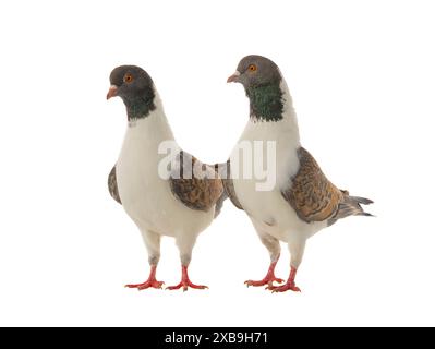 deux pigeons allemands de modène isolés sur fond blanc Banque D'Images