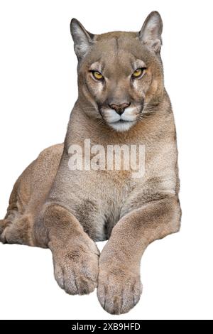 beau cougar fier se trouve isolé sur fond blanc Banque D'Images