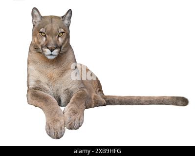 beau cougar fier se trouve isolé sur fond blanc Banque D'Images