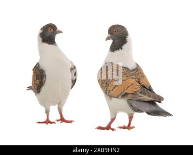 deux pigeons allemands de modène isolés sur fond blanc Banque D'Images