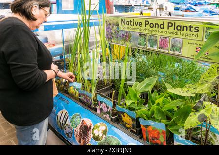 Une femme regarde un centre de jardin présentant des plantes d'étang indigènes pour le rabotage dans un étang d'animaux sauvages. Banque D'Images