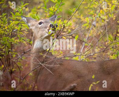 Un cerf de Virginie se nourrissant de feuilles dans une forêt. Montour Preserve, Pennsylvanie Banque D'Images