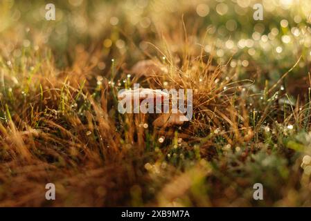 Vue rapprochée des champignons au milieu de l'herbe rosée, capturée dans la lumière chaude du matin, créant une scène sereine. Banque D'Images