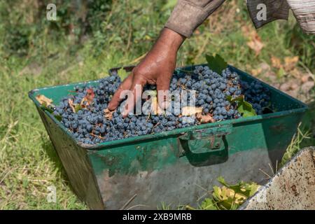 main d'homme arrangeant les raisins dans le panier Banque D'Images