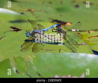 Un mâle et une femelle dasher bleu libellules s'accouplant sur un matelas de nénuphars vert dans un étang. Dover, Tennessee Banque D'Images