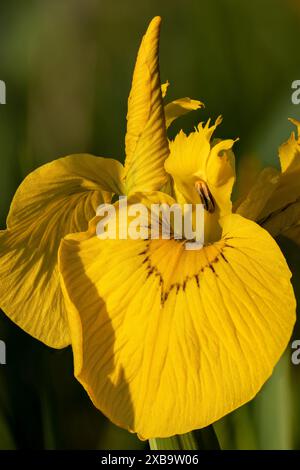 Floraison de l'iris jaune Banque D'Images