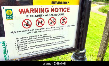 Glasgow, Écosse, Royaume-Uni. 11 juin 2024 : problème d'algues bleues les parcs urbains voient un problème pour la faune ainsi que pour les habitants. L'étang nautique du parc Knightswood est drainé, ce qui annule le problème, mais les oiseaux locaux luttent et construisent des nids à partir des ordures pour faire face aux poussins éclos après que le nid est détruit avec le drainage. Crédit Gerard Ferry /Alamy Live News Banque D'Images