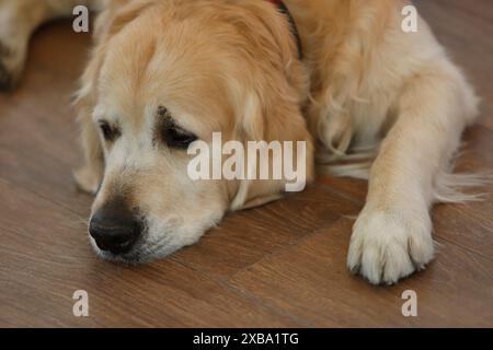 chien couché ennuyé sur le plancher en bois Banque D'Images