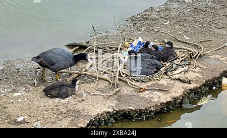 Glasgow, Écosse, Royaume-Uni. 11 juin 2024 : problème d'algues bleues les parcs urbains voient un problème pour la faune ainsi que pour les habitants. L'étang nautique du parc Knightswood est drainé, ce qui annule le problème, mais les oiseaux locaux luttent et construisent des nids à partir des ordures pour faire face aux poussins éclos après que le nid est détruit avec le drainage. Crédit Gerard Ferry /Alamy Live News Banque D'Images