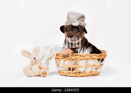 Chiot chien bouledogue français marron marron avec bonnet de nuit et lapin en peluche jouet dans le panier Banque D'Images