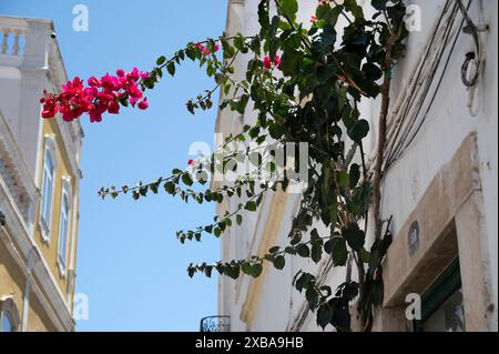 Portugal, Olhao, Algarve mai 2024. Maison traditionnelle rénovée avec plante de bougainvillia Banque D'Images