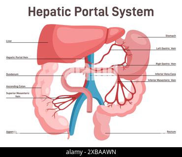 Le système porte hépatique. Anatomie du foie et des vaisseaux sanguins humains avec descriptions. Apport sanguin au foie, à l'estomac et au côlon. Illustration vectorielle plate Illustration de Vecteur