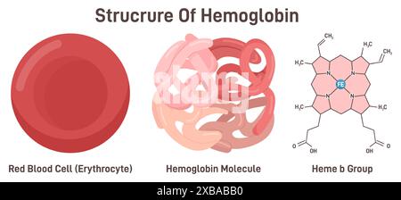Structure moléculaire d'hémoglobine. Métalloprotéine ferreuse de transport de l'oxygène dans les globules rouges, association fer-protéine globine. Formule du groupe hème b. Illustration vectorielle plate Illustration de Vecteur