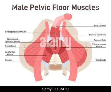 Anatomie des muscles du plancher pelvien masculin. Anatomie de l'entrejambe, les muscles du plancher pelvien couvrent le bas du bassin et soutiennent les organes pelviens. Illustration vectorielle plate Illustration de Vecteur