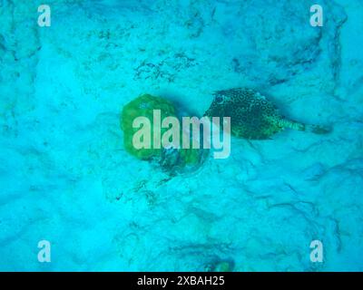 Cowfish (Bienenenwaben-Kofferfisch) en nid d'abeilles sur corail endommagé contre sable marin (Bonaire, Caraïbes pays-Bas) Banque D'Images