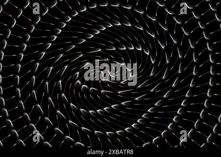 Illustration de grains de pissenlit alignés en spirale déformée et tirés vers le centre. Fond noir. Illustration conceptuelle. Banque D'Images