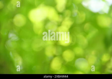 Flou ou flou avec arrière-plan bokeh du feuillage en journée ensoleillée Banque D'Images