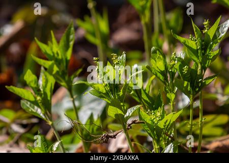 Au printemps, à l'état sauvage, Mercurialis perennis pousse dans la forêt. Banque D'Images