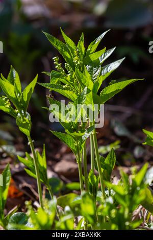 Au printemps, à l'état sauvage, Mercurialis perennis pousse dans la forêt. Banque D'Images