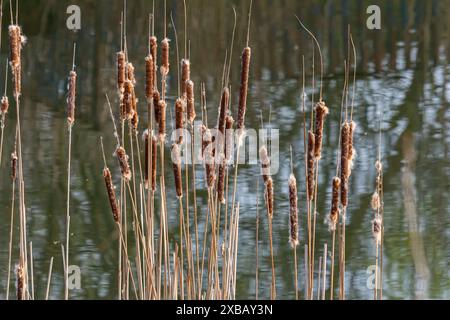 Marécages Typha angustifolia fleurs brunes de grandes feuilles au printemps. Précipitez-vous sur un marais, près d'un lac. Banque D'Images