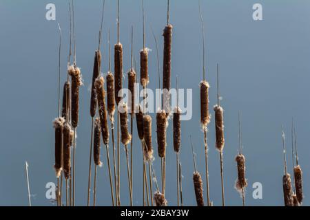 Marécages Typha angustifolia fleurs brunes de grandes feuilles au printemps. Précipitez-vous sur un marais, près d'un lac. Banque D'Images