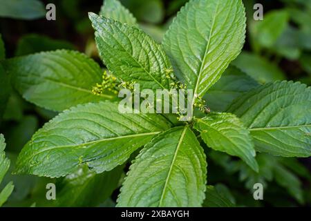 Au printemps, à l'état sauvage, Mercurialis perennis pousse dans la forêt. Banque D'Images