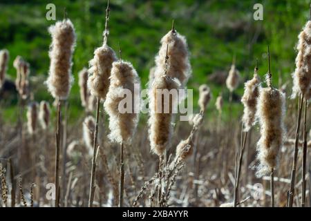 Marécages Typha angustifolia fleurs brunes de grandes feuilles au printemps. Précipitez-vous sur un marais, près d'un lac. Banque D'Images