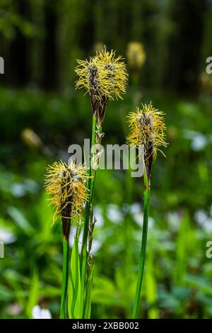 Perce la fleur de la chevelure dans la nature au printemps.Carex pilosa. Famille des Cyperaceae. Banque D'Images