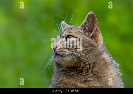 Chat sauvage européen / chat sauvage (Felis silvestris silvestris) gros plan portrait de la tête Banque D'Images