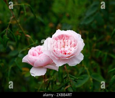 Gros plan de la fleur rose pâle de la floraison répétée David Austin English Garden arbuste rose rosa Wisley 208. Banque D'Images