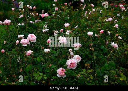 Gros plan de la fleur rose pâle de la floraison répétée David Austin English Garden arbuste rose rosa Wisley 208. Banque D'Images