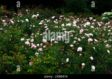 Gros plan de la fleur rose pâle de la floraison répétée David Austin English Garden arbuste rose rosa Wisley 208. Banque D'Images