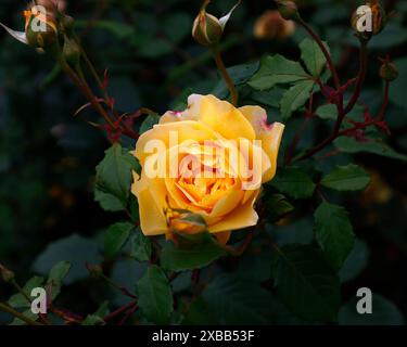 Gros plan sur les fleurs jaunes de l'été répété florissant arbuste de jardin anglais rose rosa la femme du poète. Banque D'Images