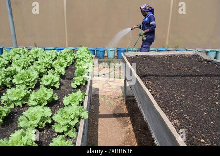GHANA, Accra Tema, Ashaiman, Safisana biogaz et usine de compostage, déchets organiques sont utilisés pour la production de biogaz et de compost, compostage de démonstration de l'utilisation de compost avec salade / GHANA, Safi Sana Biogasanlage und Kompostwerk, organisateur Abfall wird zu Biogas vergärt und Kompost verarbeitet, Kompostanwendung, Salat Anbau Banque D'Images