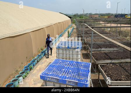 GHANA, Accra Tema, Ashaiman, Safisana biogaz et usine de compostage, déchets organiques sont utilisés pour la production de biogaz et de compost, compostage de démonstration de l'utilisation de compost avec salade / GHANA, Safi Sana Biogasanlage und Kompostwerk, organisateur Abfall wird zu Biogas vergärt und Kompost verarbeitet, Kompostanwendung, Salat Anbau Banque D'Images