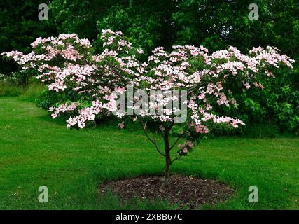 Gros plan des fleurs vertes et roses du petit cornichon de jardin cornus kousa rose radiante. Banque D'Images