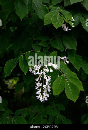 Gros plan sur les panicules de fleurs blanches suspendues de l'arbre de jardin de bois jaune américain cladrastis kentukea. Banque D'Images