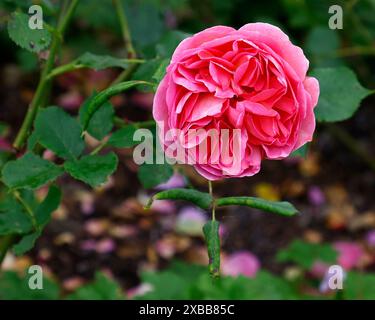 Gros plan de la fleur rose de la fleur d'été David Austin jardin anglais rose rosa Boscobel. Banque D'Images