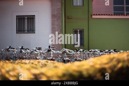Rangée de vélos garés étroitement ensemble devant des bâtiments colorés. L'image présente une mise au point sélective sur le guidon de vélo et les paniers avec Banque D'Images