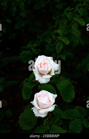 Gros plan de la fleur rose pâle de la rose floribunda fleurie d'été Rosa Belmonte. Banque D'Images